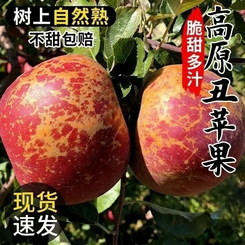 云南昭通丑苹果冰糖心红富士脆甜多汁新鲜水果产地直发