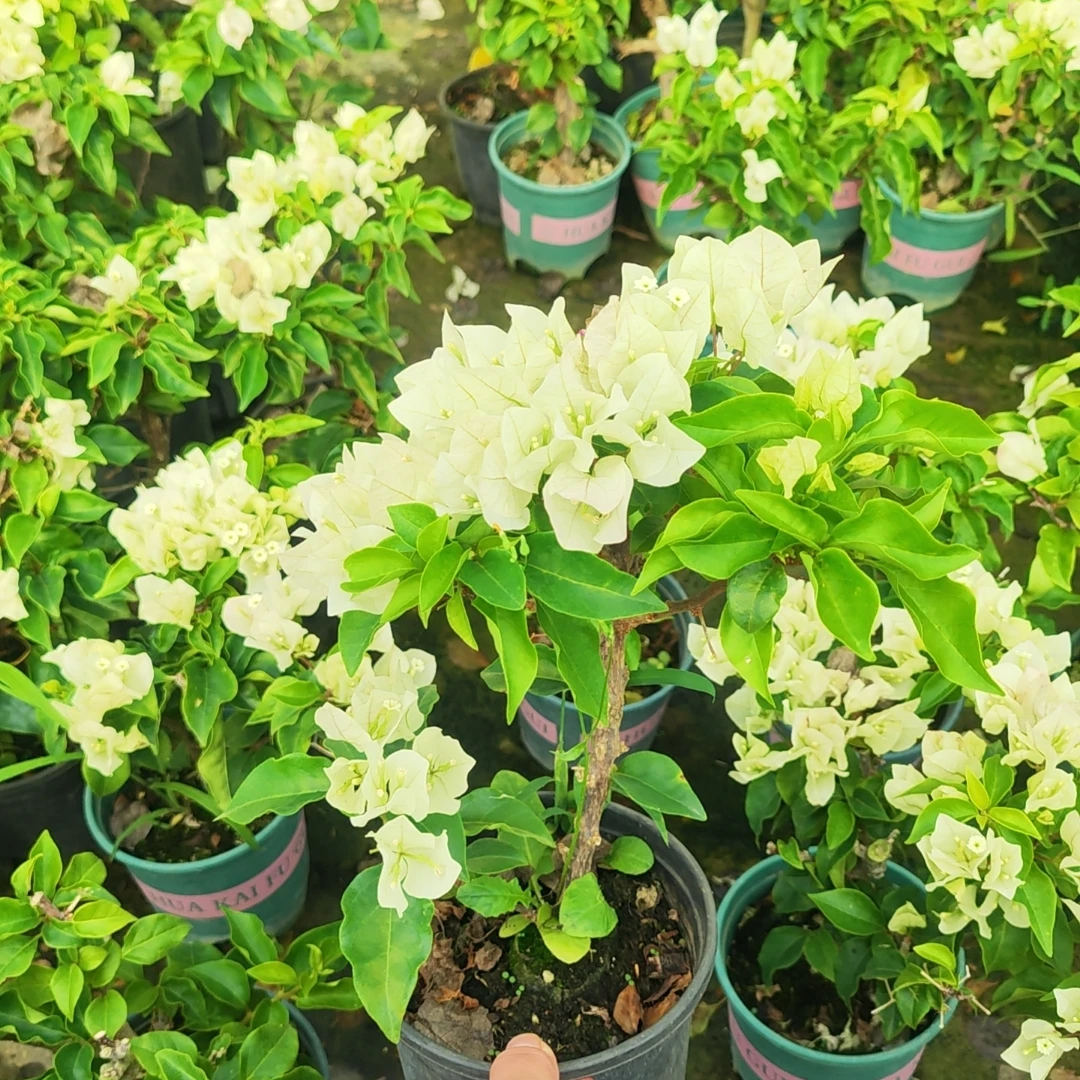 维拉白三角梅盆栽带花发货绿樱四季开花新品种重瓣红爬藤老桩苗