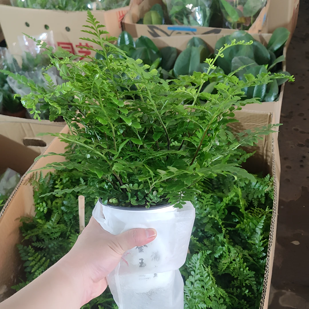 吉姆蕨网红蕨类植物室内客厅观叶盆栽净化空气欧洲蕨宝石蕨铁线蕨