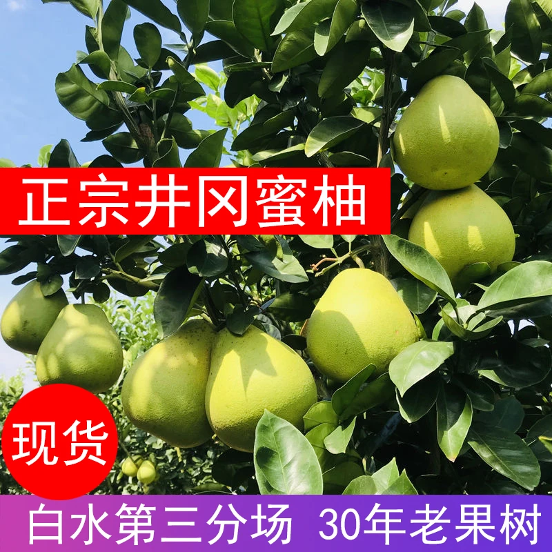 井冈蜜柚子江西吉水青皮柚水果新鲜脆甜多汁