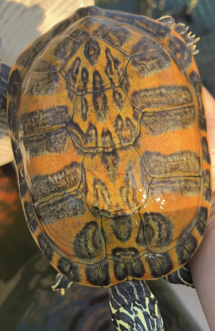 火焰龟宽纹油彩半代梵高公