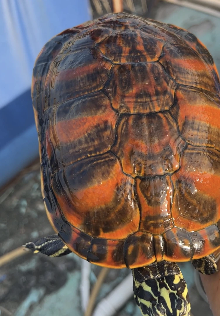 火焰公龟半代梵高   全品血红  宽纹