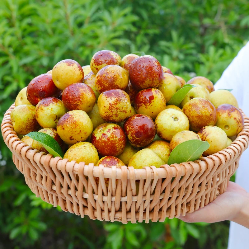 大枣【山西冬枣】冰糖冬枣 纯甜无酸 甜度高 皮薄肉厚核小 脆甜多汁
