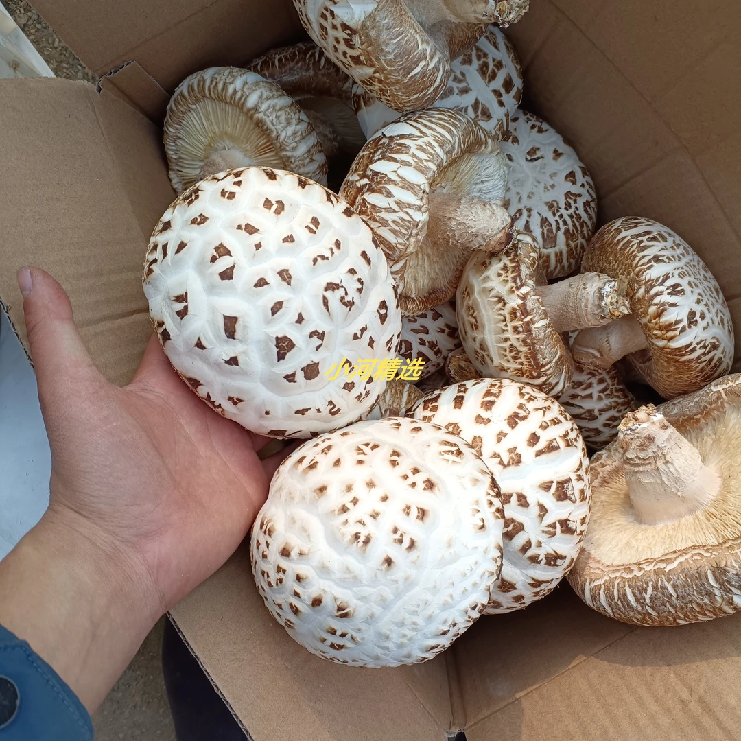 大花菇新鲜现摘冬花菇 年货 香菇椴木花菇当天摘当天发货超市批发