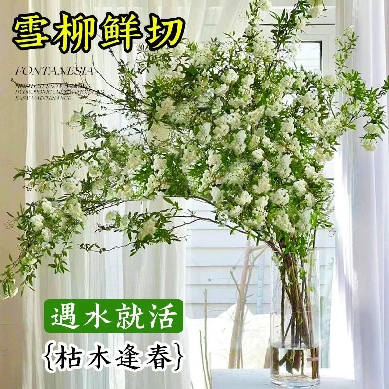 冬季好养枯木梅素心腊梅寸寸金遇水开花水培鲜花室内花卉干枝雪柳