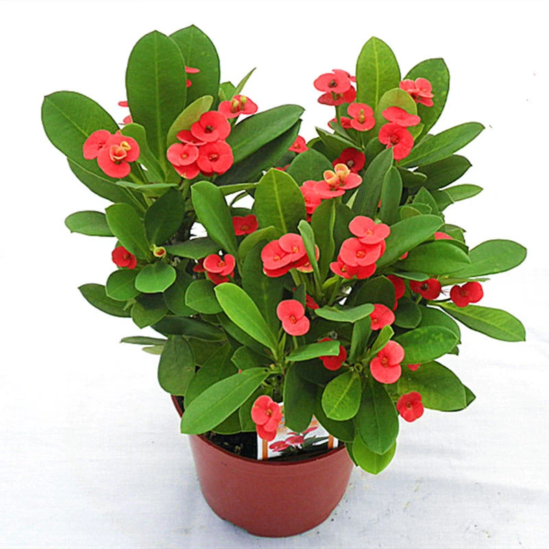 四季开花虎刺梅盆栽好养易活花卉植物室内花客厅阳台绿植铁海棠花