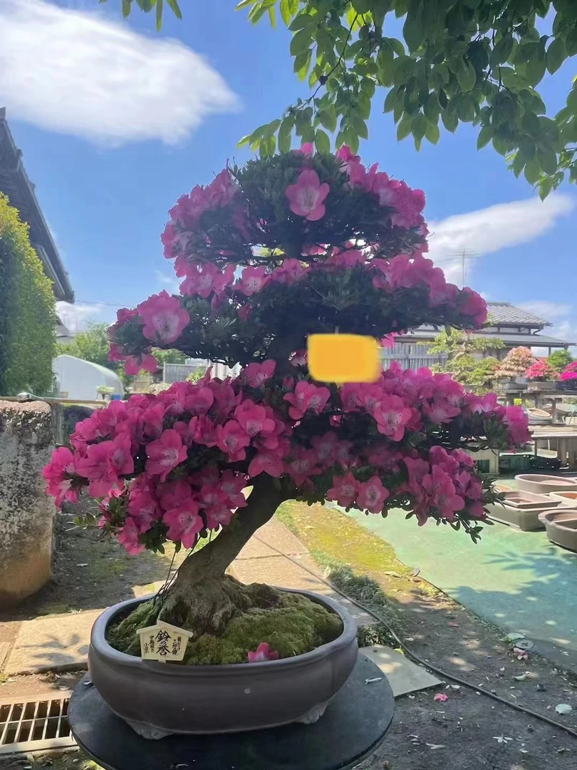 高品杜鹃一物一拍