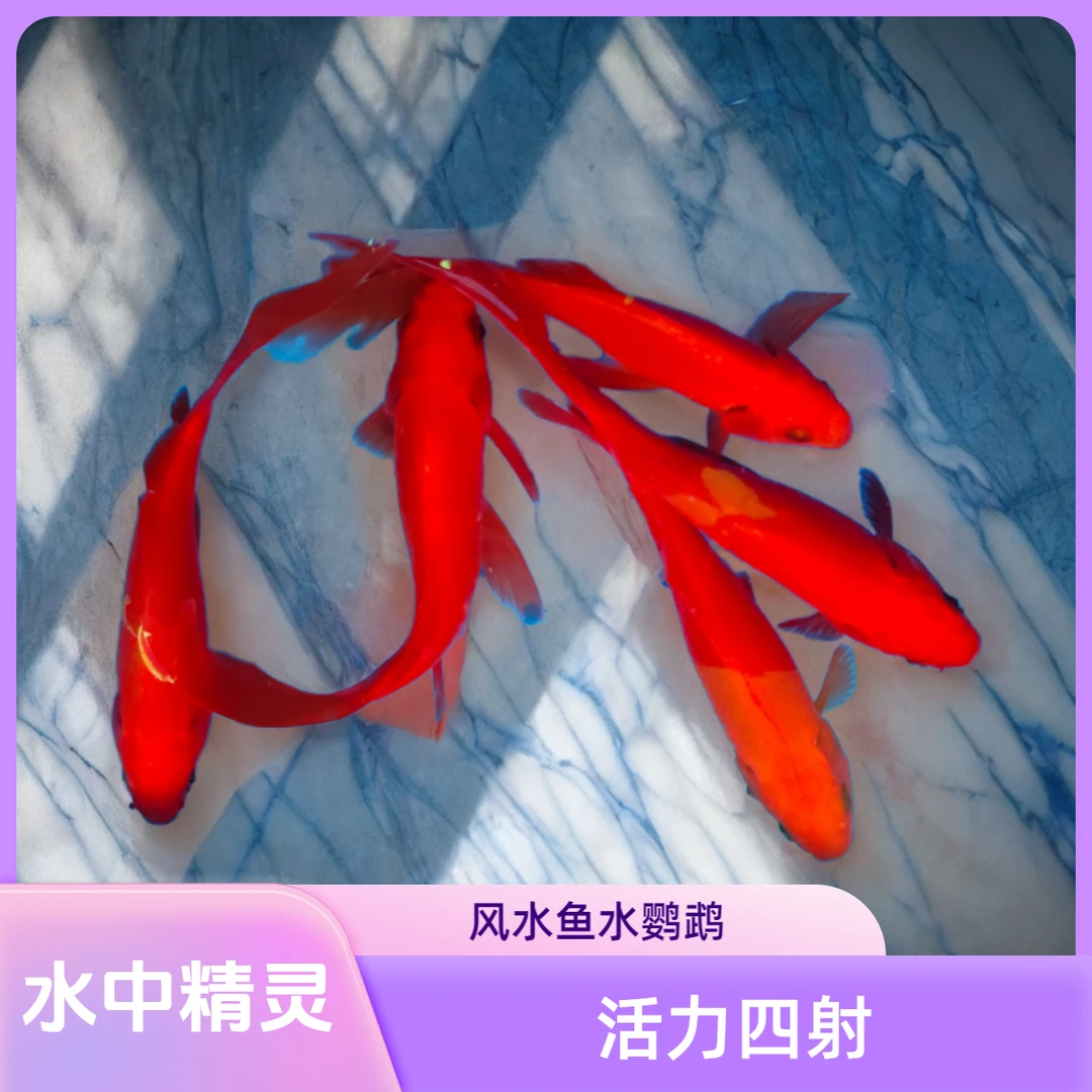 冷水鹦鹉 拍一发九 17-19公分