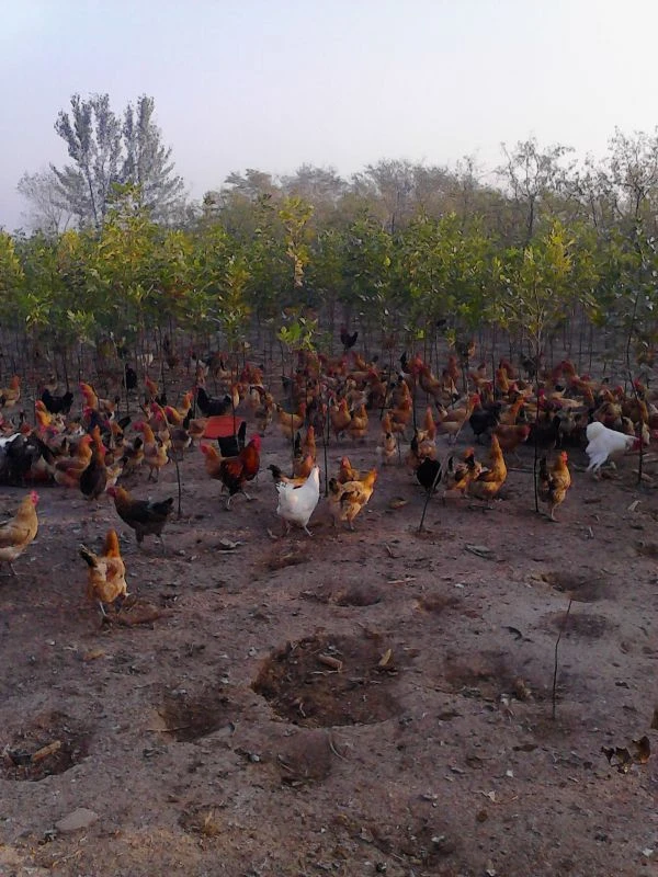 东北农村笨鸡  公鸡