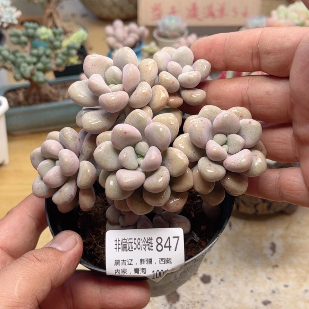 【闪购商品】847艾伦