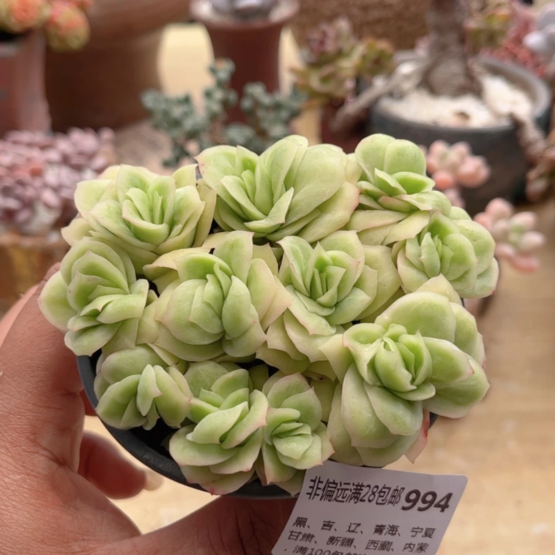 【闪购商品】994冰玫瑰锦