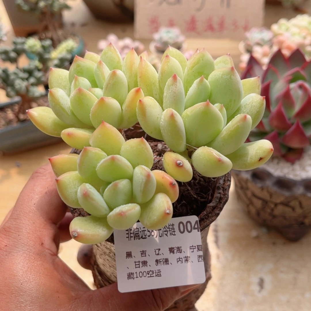 【闪购商品】004蜜糖美人