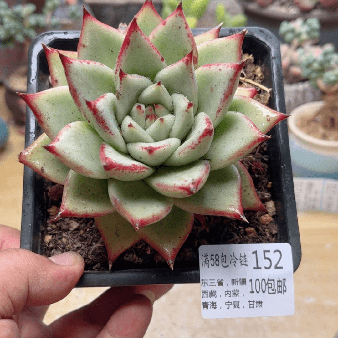 【闪购商品】152乌木