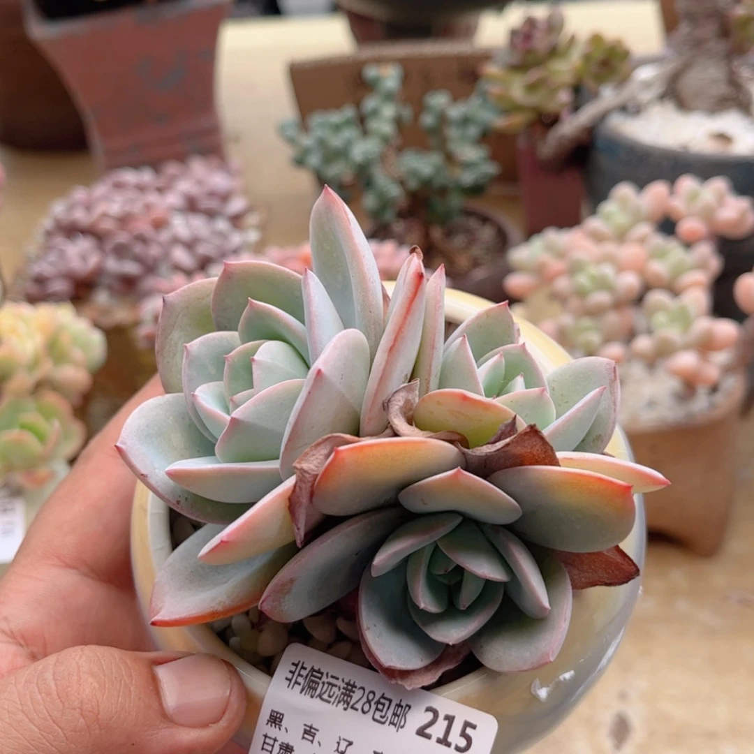 【闪购商品】215布鲁蓝