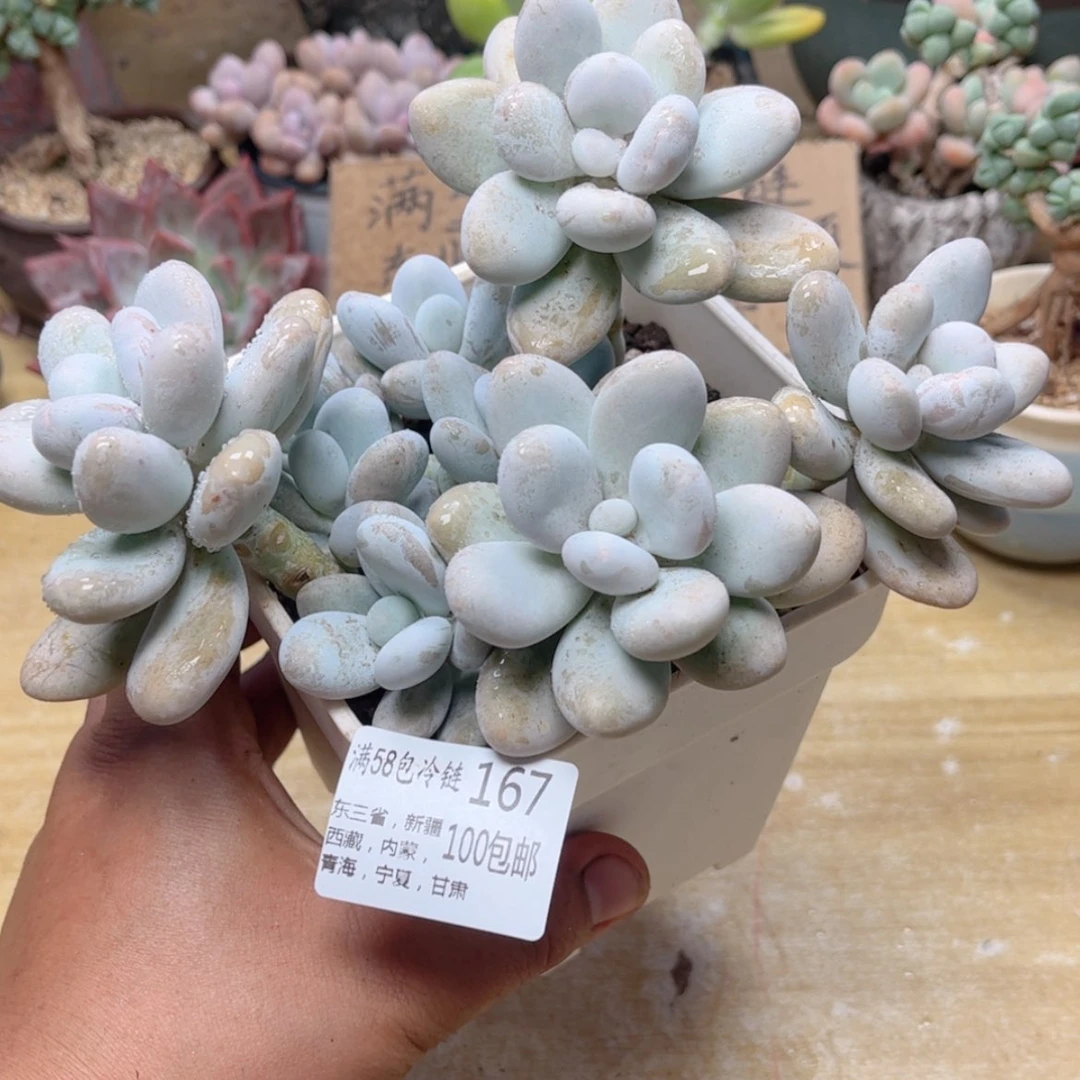 【闪购商品】167鸡蛋美人奶酪