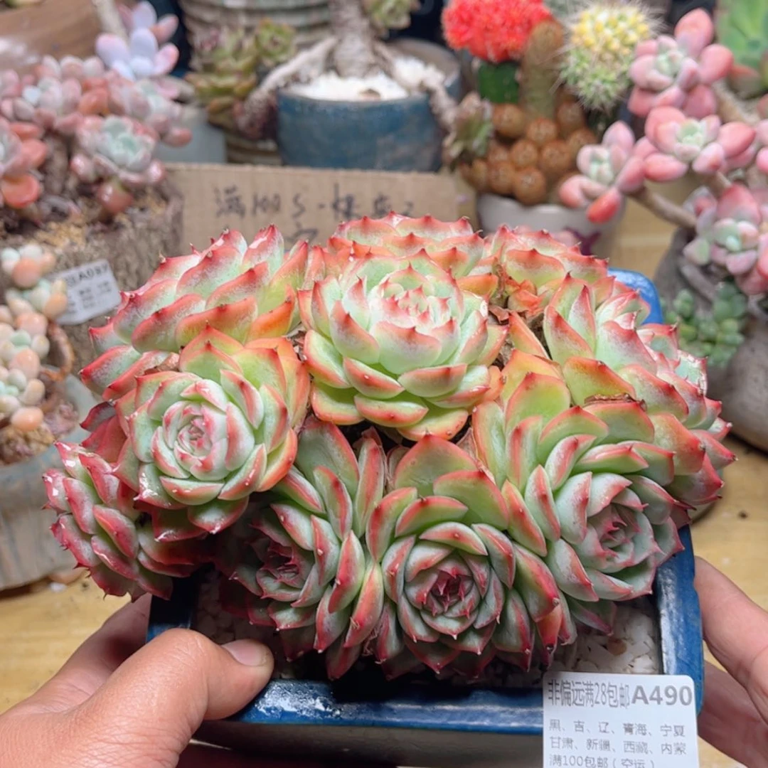 【闪购商品】490粉珍妮