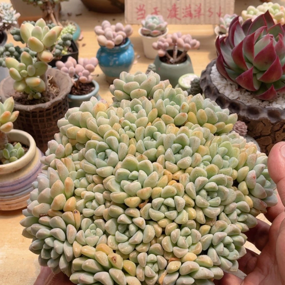 【闪购商品】056鹅卵石