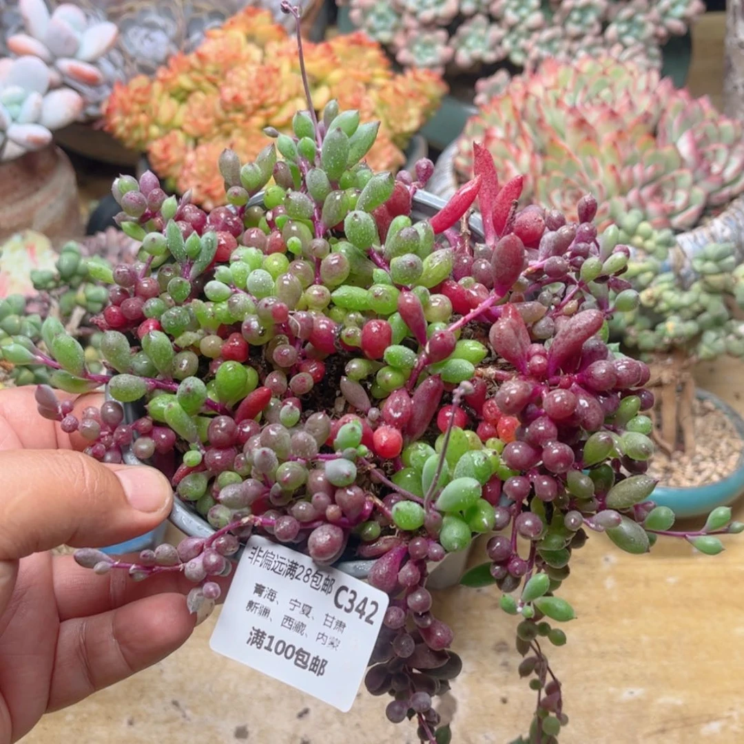 【闪购商品】342紫葡萄