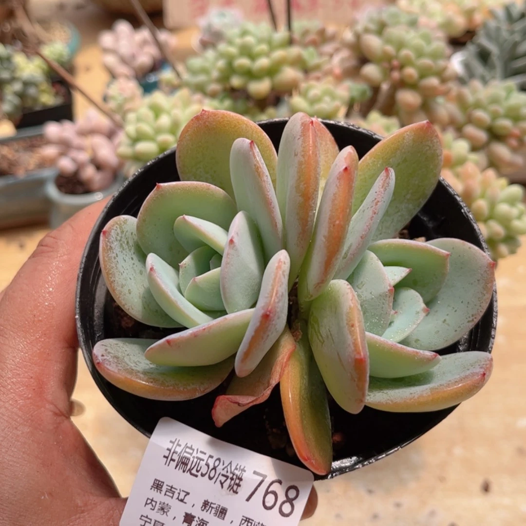 【闪购商品】768布鲁蓝