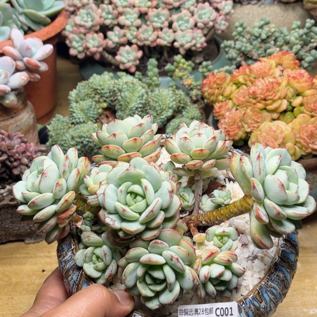 【闪购商品】001香草