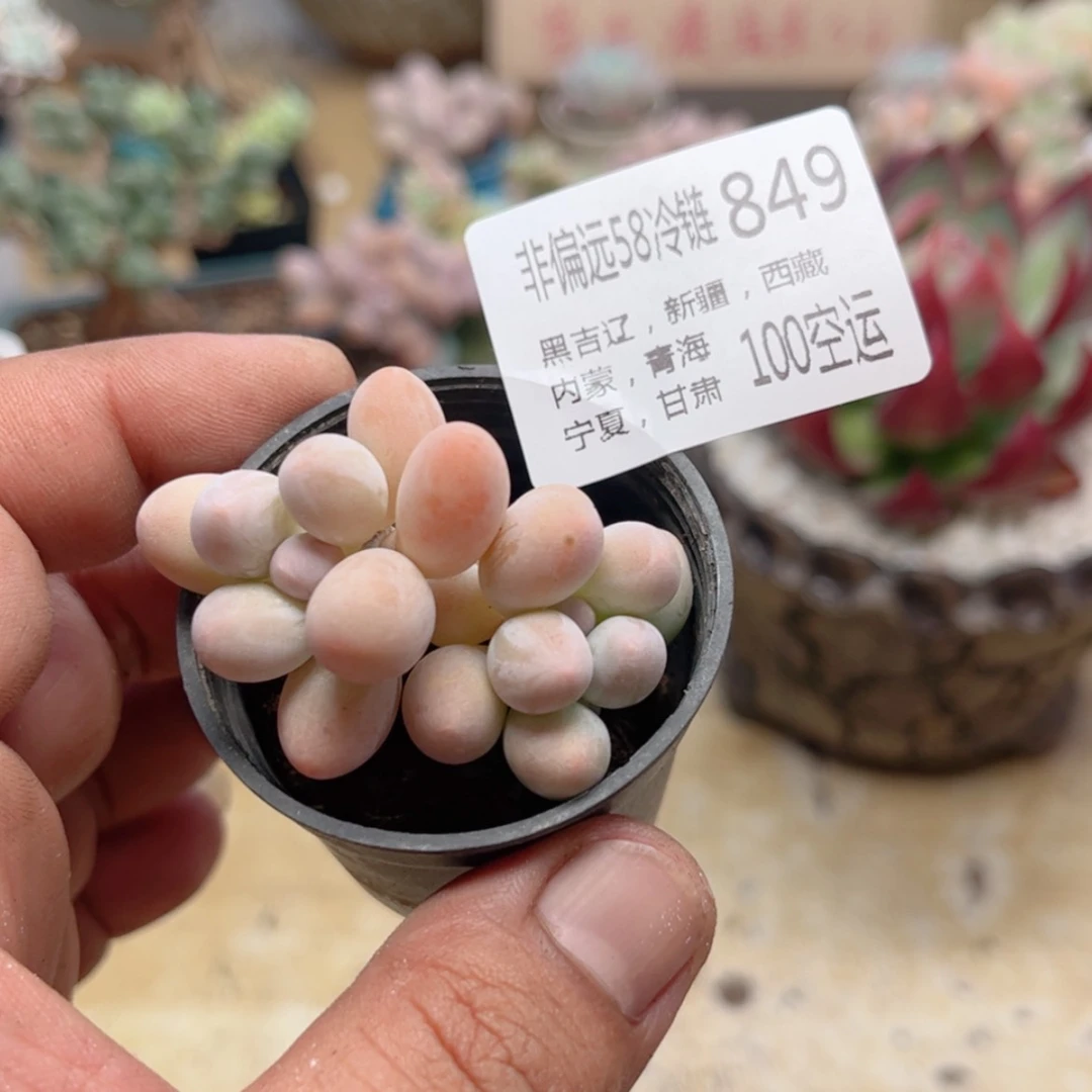 【闪购商品】849汤圆