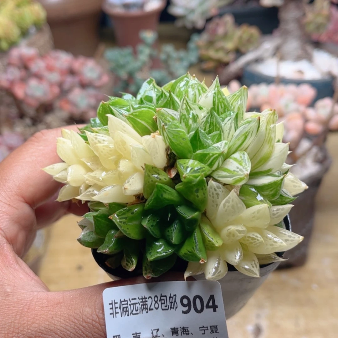 【闪购商品】904玉露锦