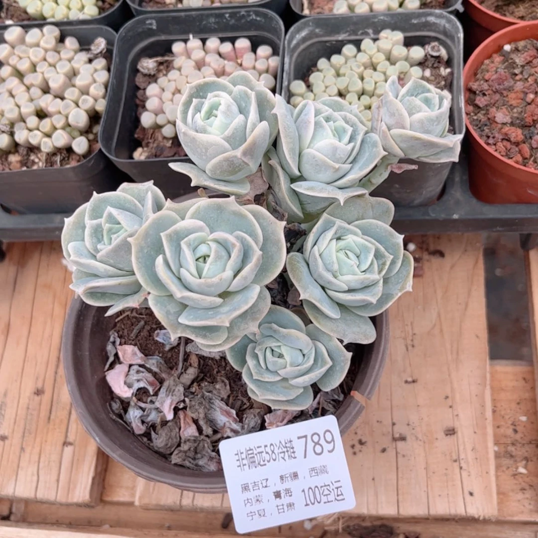 【闪购商品】?****哥789可爱玫瑰