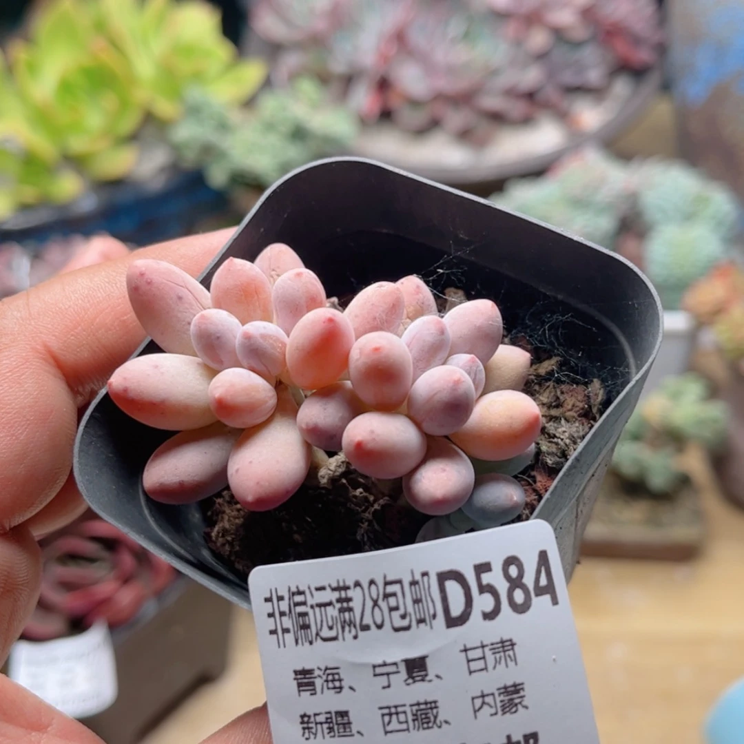 【闪购商品】584汤圆