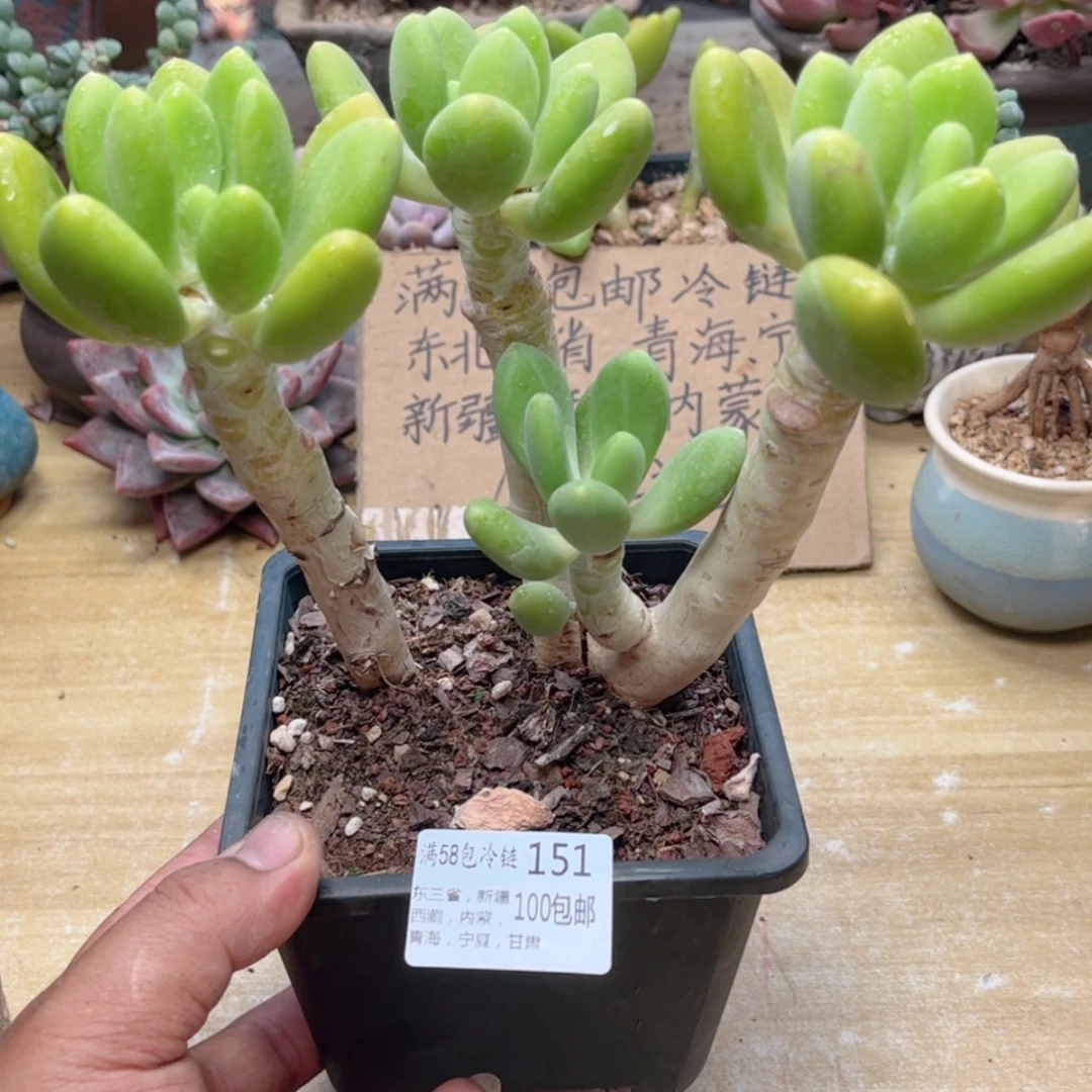 【闪购商品】151金婵