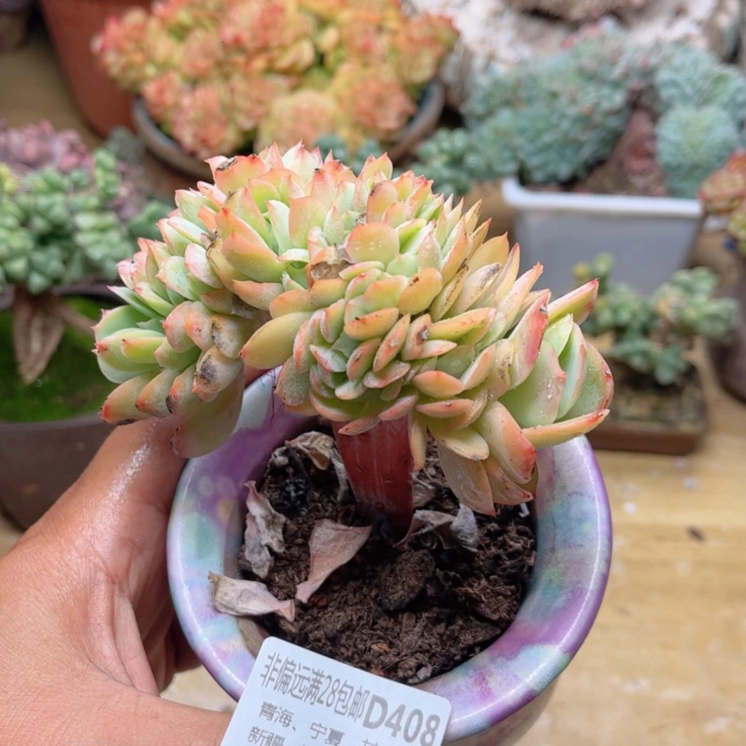 【闪购商品】408碧桃缀