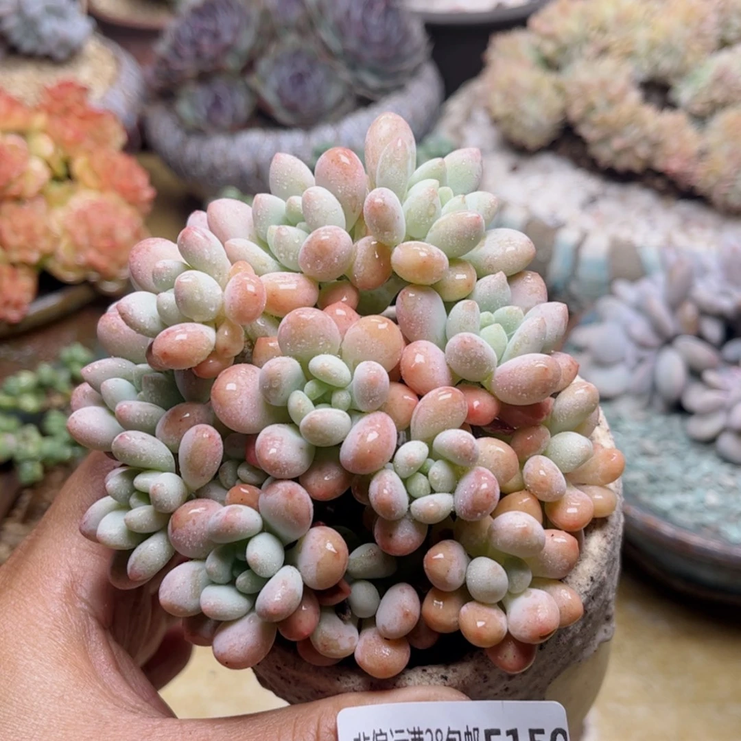 【闪购商品】150洛可可