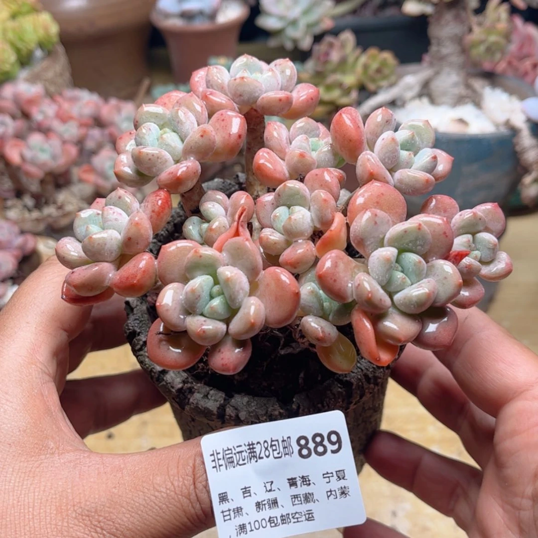 【闪购商品】889花斑鹿