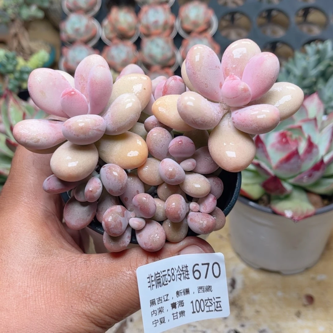 【闪购商品】670桃蛋