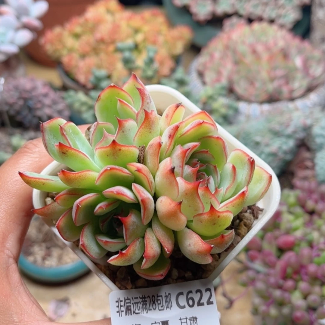 【闪购商品】622勾魂仙子