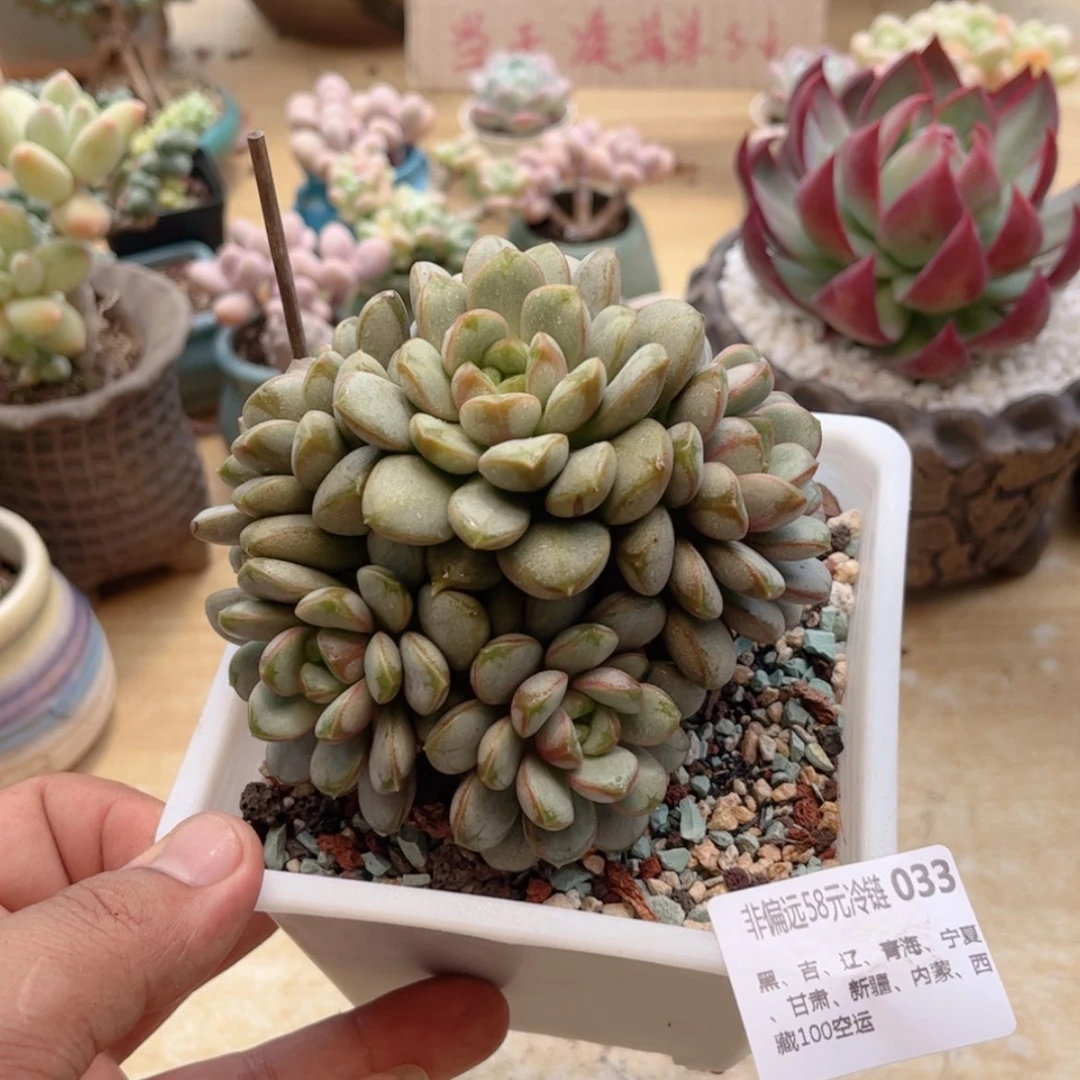 【闪购商品】033葡萄