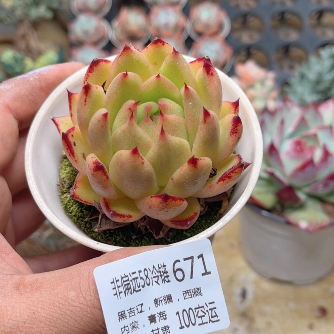 【闪购商品】671赤水晶