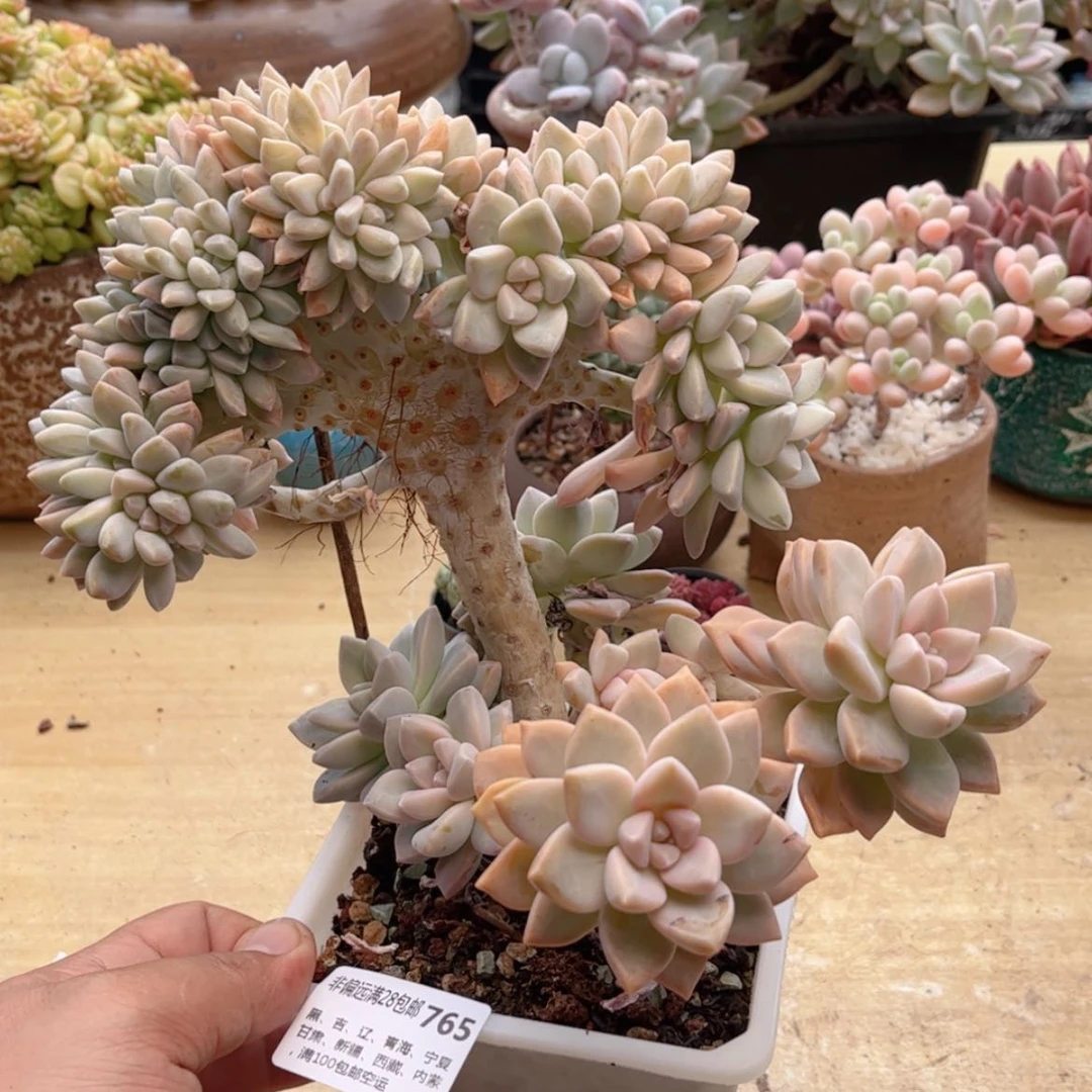 【闪购商品】765淡雪缀