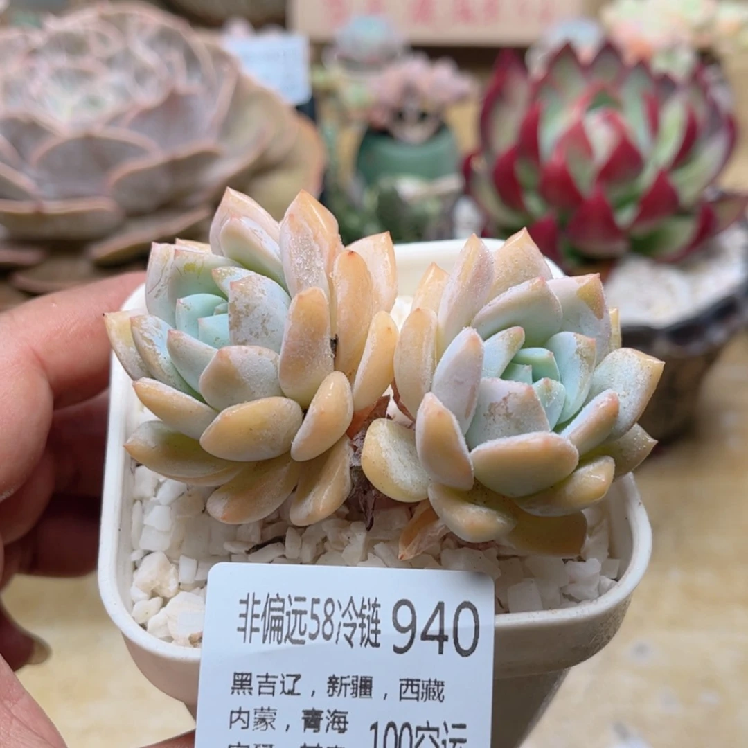 【闪购商品】940梦之雪
