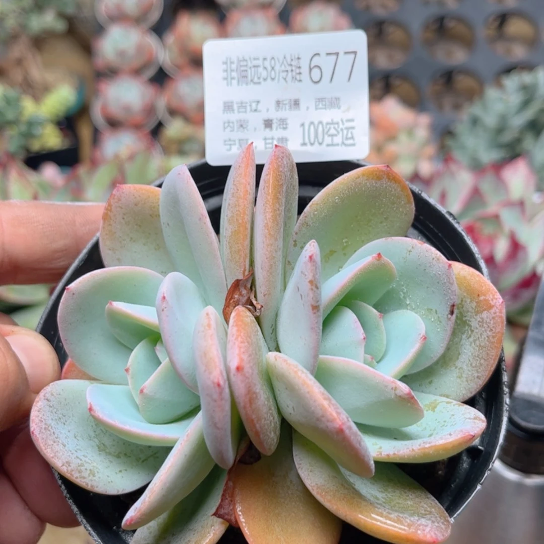 【闪购商品】677布鲁蓝多肉