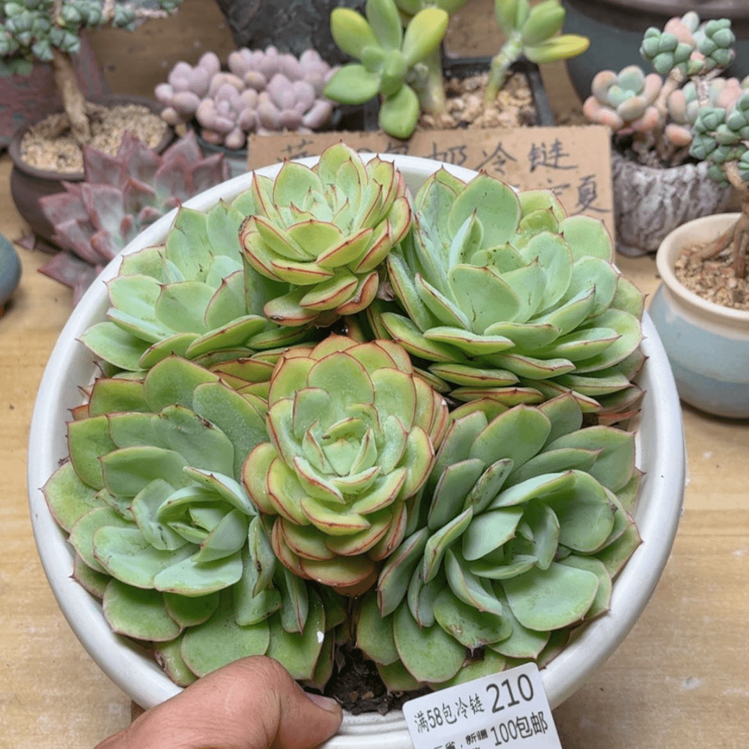 【闪购商品】210牡丹亭