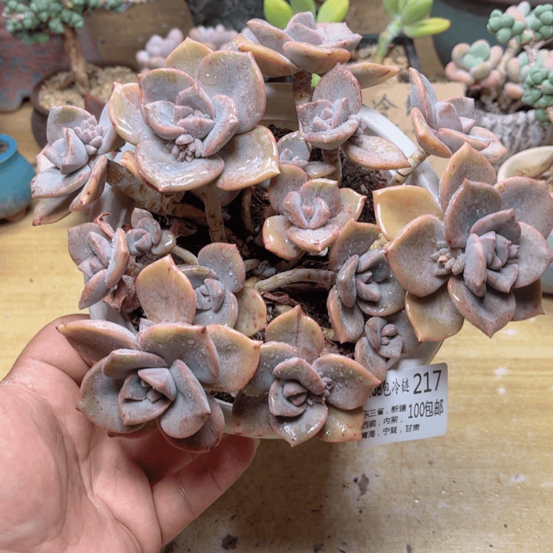 【闪购商品】217彩虹糖