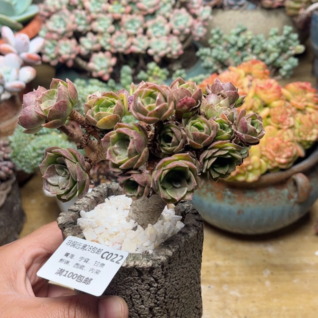 【闪购商品】h****瑶022法师缀