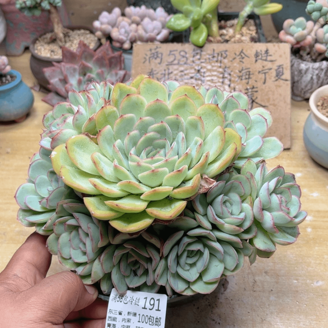 【闪购商品】191草莓奶多肉