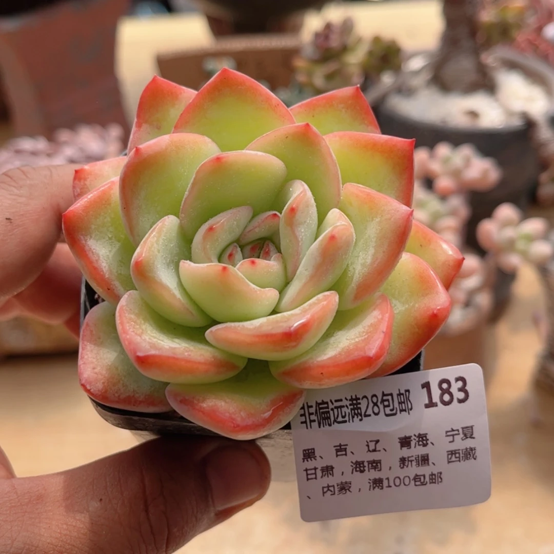 【闪购商品】183泡芙