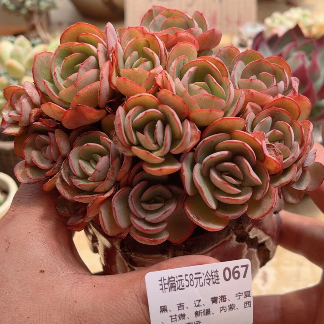 【闪购商品】067秀妍