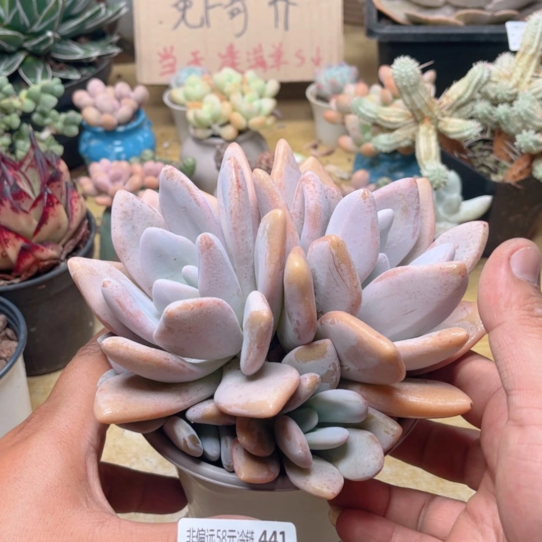 【闪购商品】441粉兔