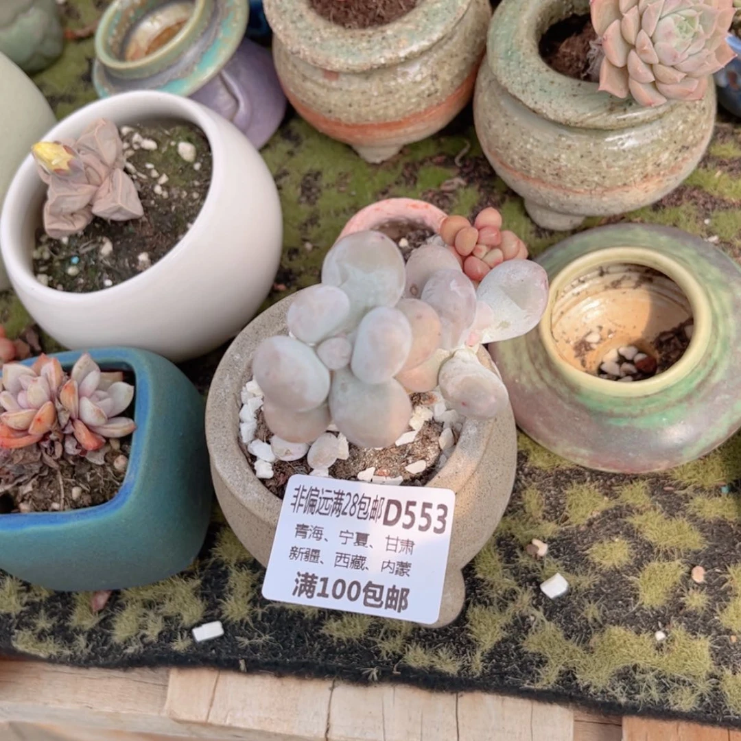 【闪购商品】w***？553奶酪