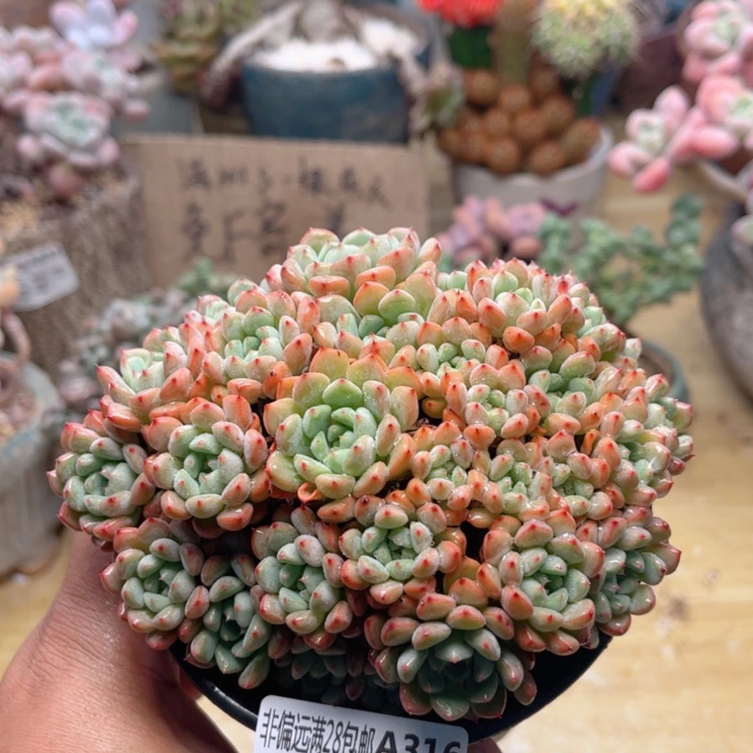 【闪购商品】316可爱泡泡