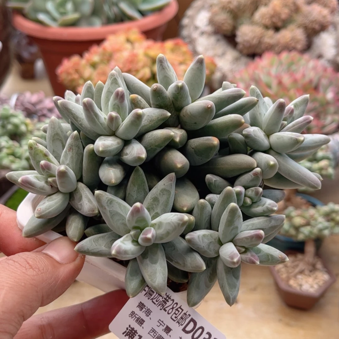 【闪购商品】033乌拉克拉