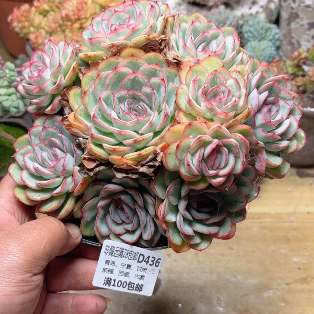 【闪购商品】436草莓奶